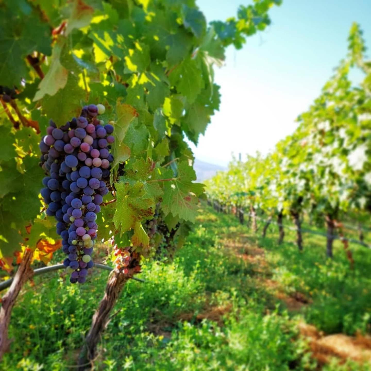 Vina Lof - Maipo Valley Bed & Breakfast In Winery Paine Buitenkant foto